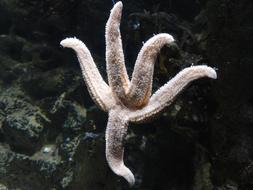Star Fish Starfish Sea Life
