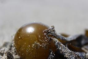 seaweed on Sand Beach, macro