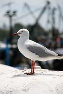 Seagull perched stone wall in harbor