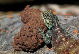 Cute lizard on the rocks in the aquarium