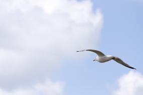 Seagull Sky Clouds