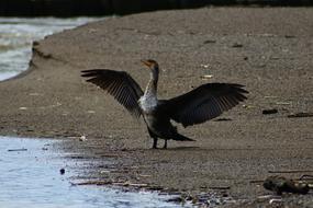 Aggressive swan on the beach