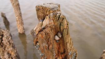 Wooden pole with seashells