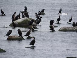 flock of ducks on the lake