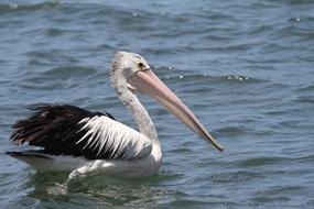 Swimming pelican in a lake