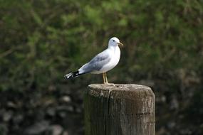Seagull Pile Mood
