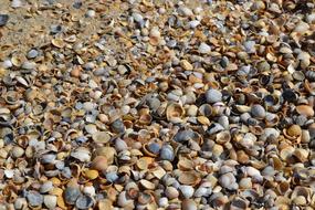 Beautiful shells on a sandy beach