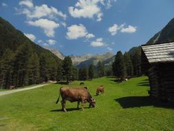 Cows grazing at scenic Mountains