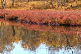 plants with colorful Autumn foliage near Beach