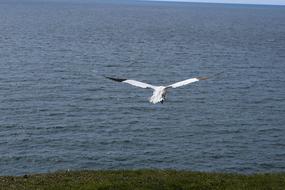 Northern Gannet, Bird in flight, germany, Helgoland