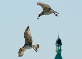 two Seagulls and and top of tower in Sky