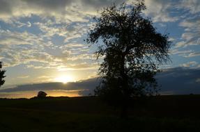 Silhouette of a tree against the backdrop of dawn