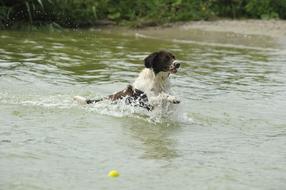 A dog swimming in a river