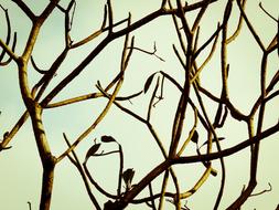 Tree with bare Branches at sky