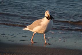 Seagull with Crab in beak walks on beach