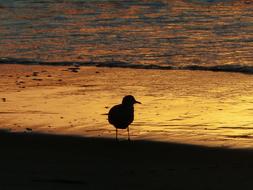 Seagull Backlight Beach