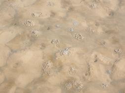 ugworm or sandworm, Arenicola marina worm piles on sand beach