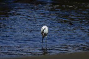 Beautiful bird with a fish in its beak