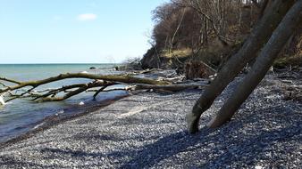 roots sand sea view