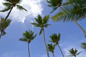 tall Palms at sky, Caribbean Beach