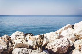 Cat on the rocks by the sea