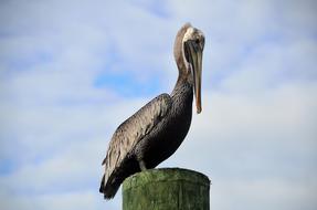 Sitting pelican on a trumpet
