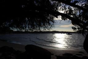 large tree at dark Sunset over seaside