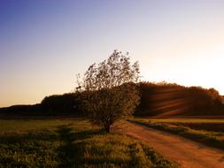 A tree by the road with the sun in the background