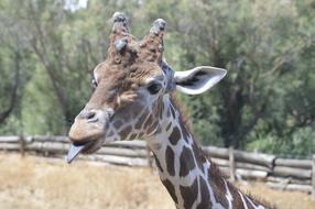 giraffe tongue neck