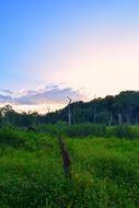 Field Landscape Green