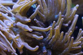 Deep sea corals