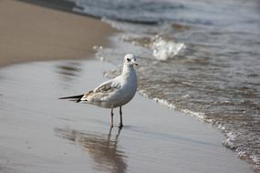 A lonely gull by the sea