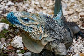 A big colored beautiful lizard