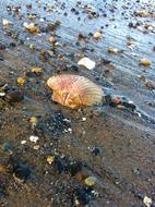 pebbles and Seashells on dark sand beach, uk, Scotland, Portobello