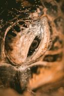 Close up of a cute turtle