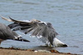Soaring wild birds over the water