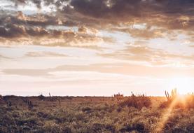 A field of wild grass in the sunlight