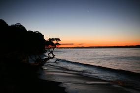 Silhouettes of trees near the sea