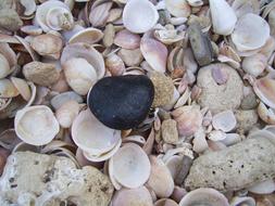 seashell black much beach
