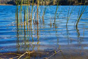 Long grass in the water