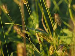 new locust, wingless insect on grass spike