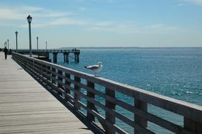 Seagull perched railing on pier