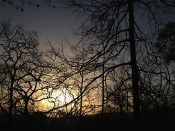 Sunset Trees