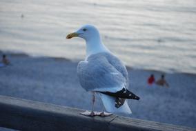 Seagull Sea Bird