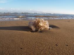 Jellyfish Water Sea