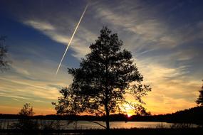tall lonely tree in the bright sunrise
