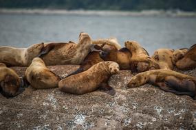 Sea Lion Aquatic