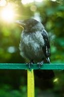 grey Crow perched fence, blur background