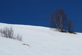bare birch tree on snowy hill slope, Canada