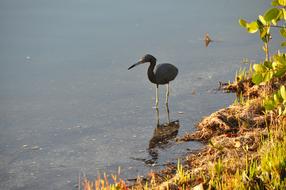 The black bird walks on the lake